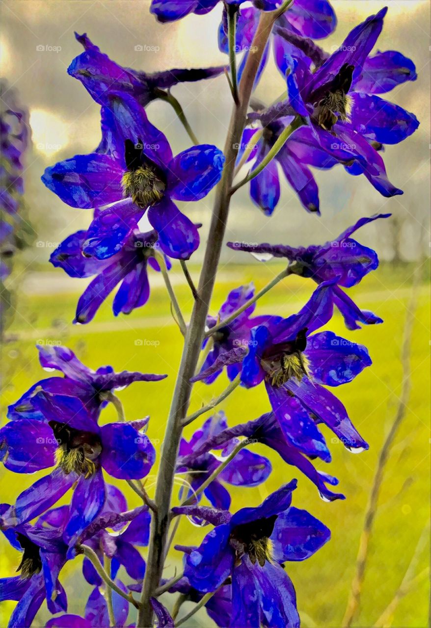 Prince Albert, SK, CA.  Purple flowers and raindrops 