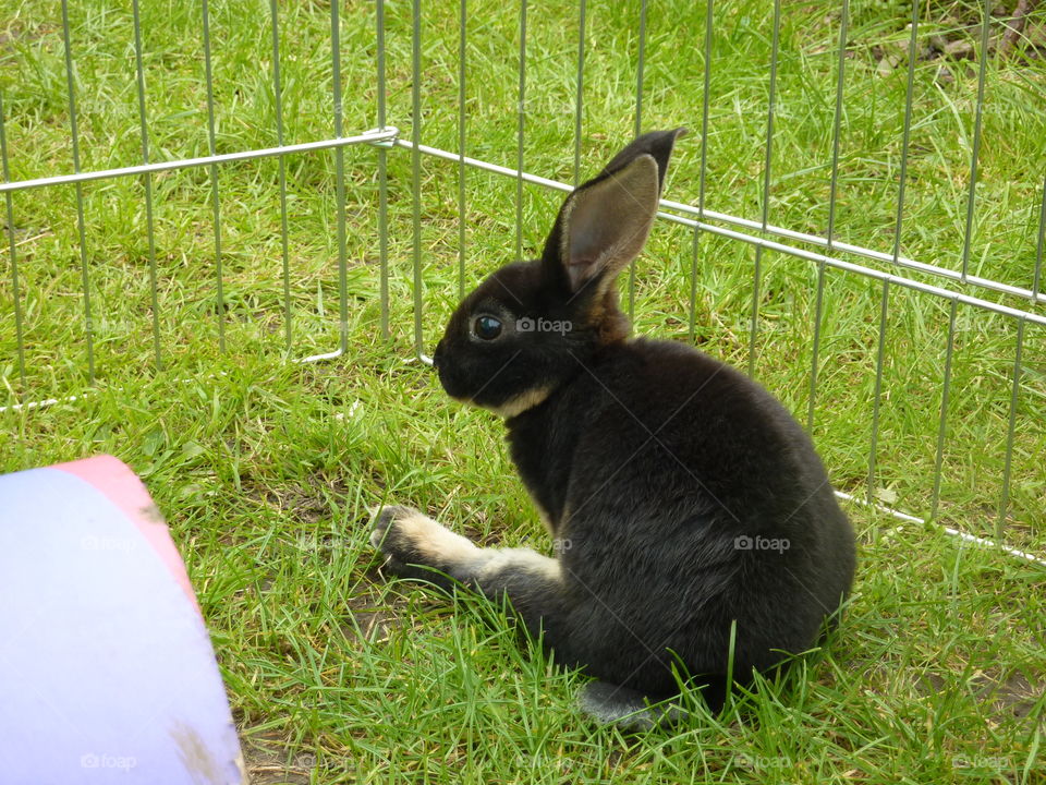 My gorgeous rabbit sitting very strangely