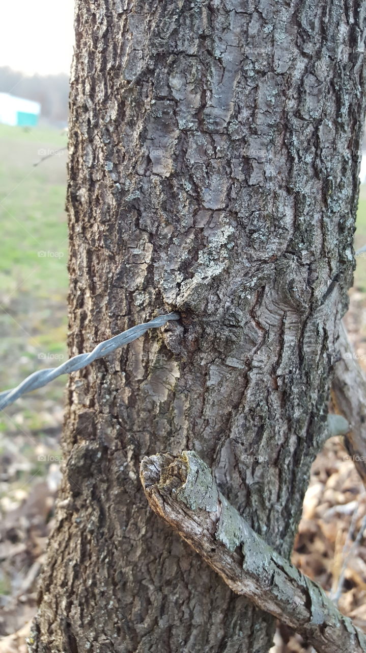 barbed wire through a tree. nature taking back