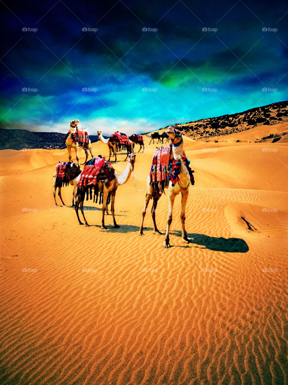 colourful desert picture with camel