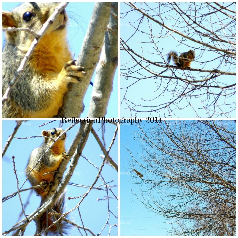 Squirrel 4-stage Visual