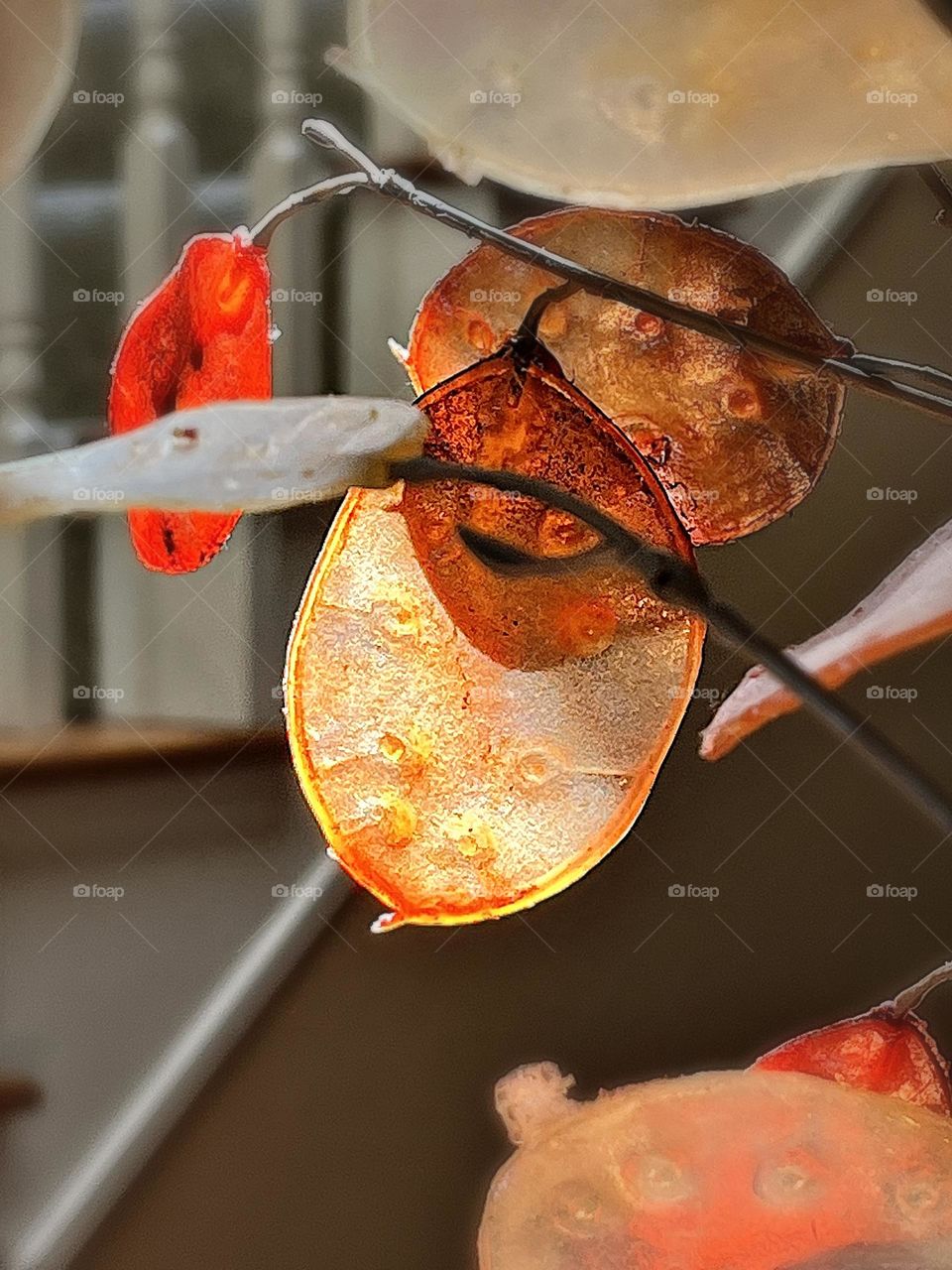 Lunaria Dried Plant in Fall Colors