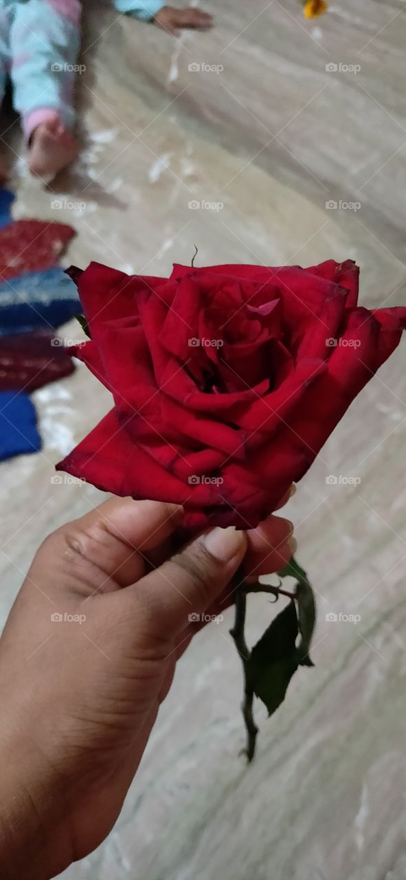 rose
