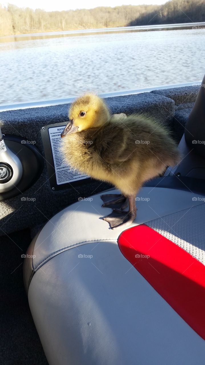 Baby duck on a boat