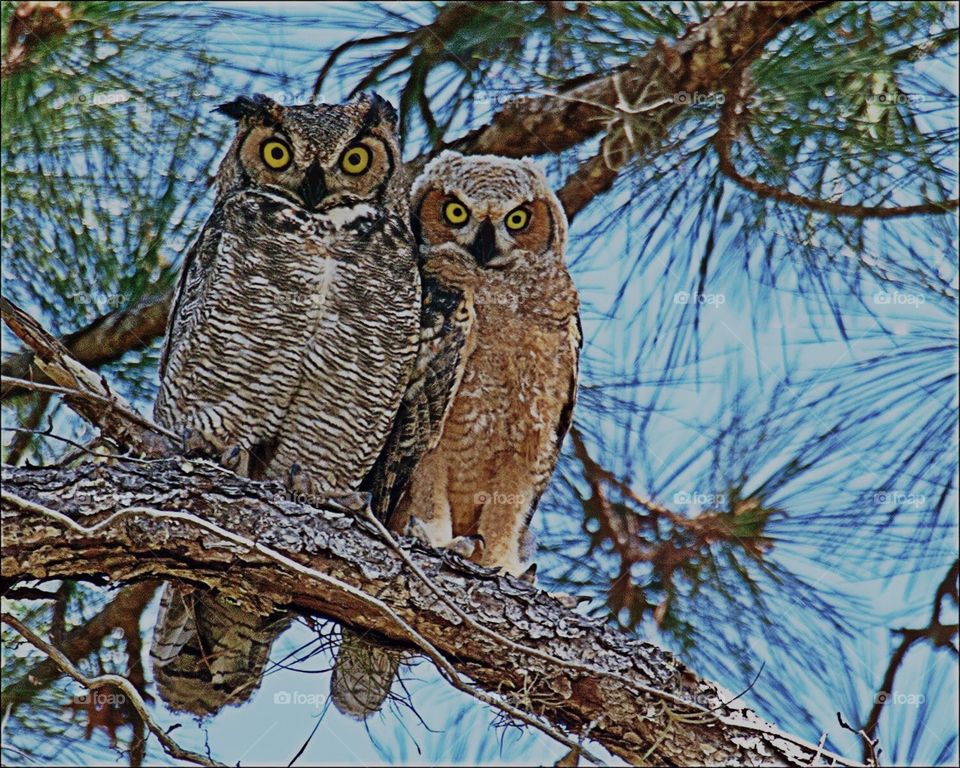 Great Horned Owl and Owlet.