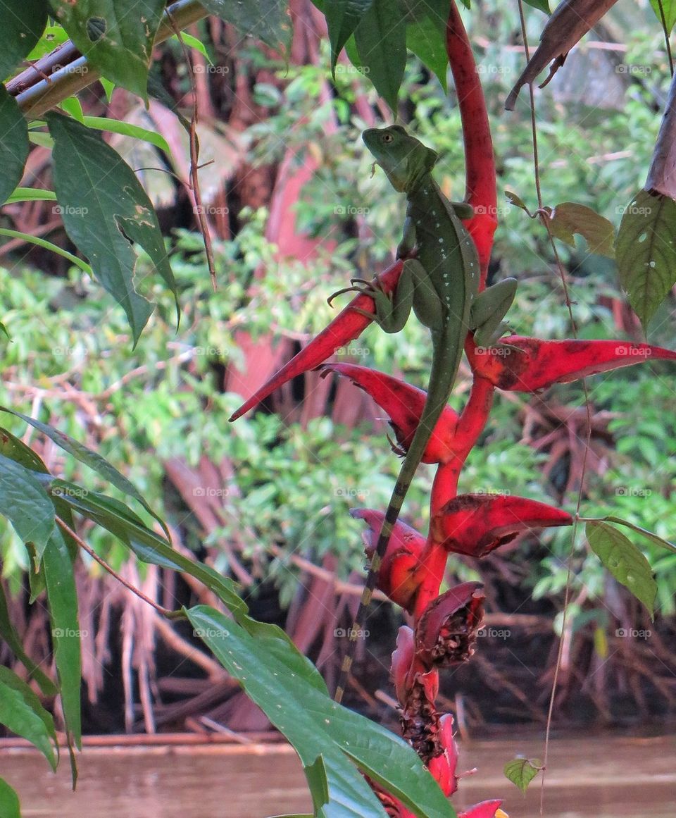 Green lizard on red plant