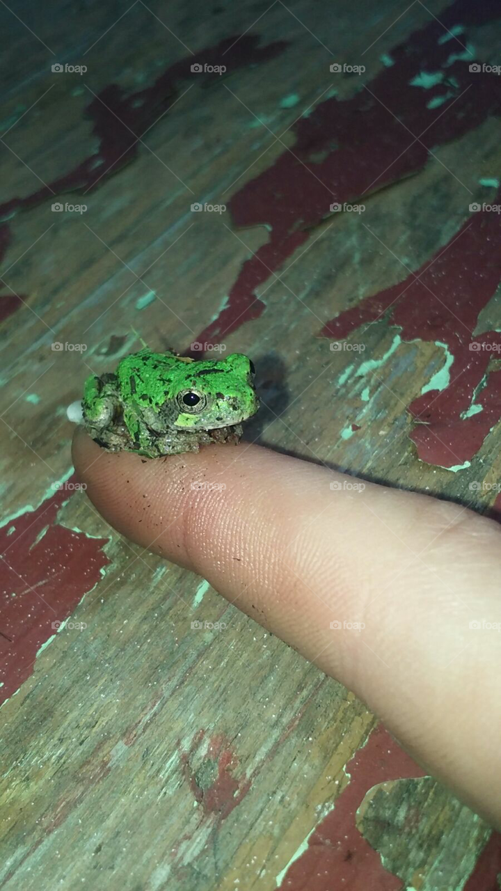 Tree frog Close up