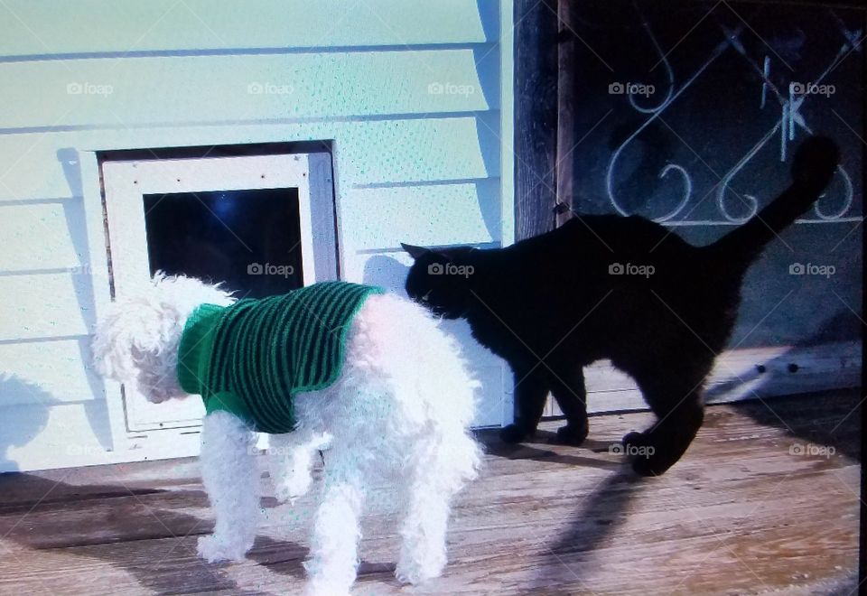 Poodle & Cat trying to go through pet door together.