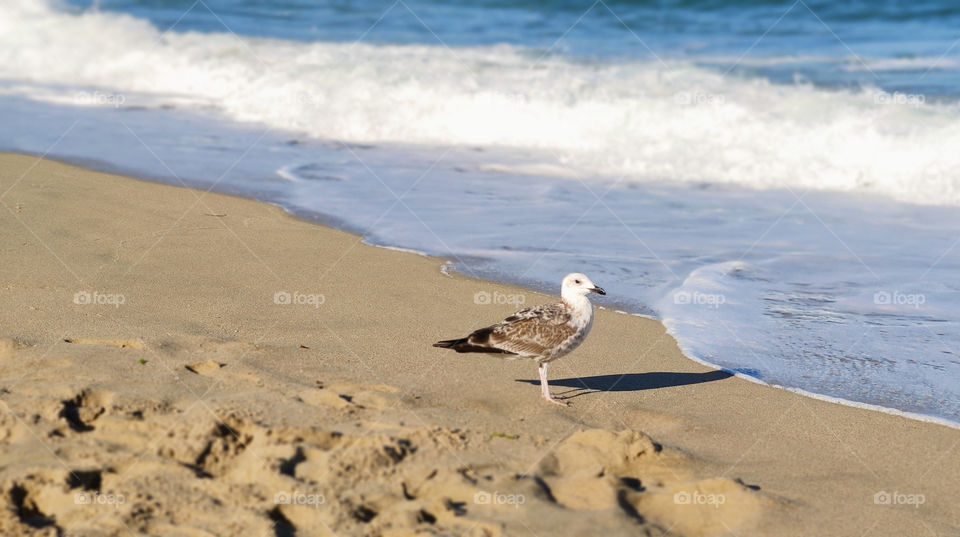 A gull on the beach