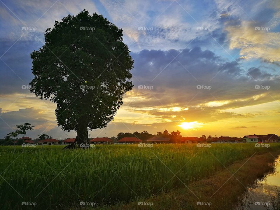 Magical sunset with tree.