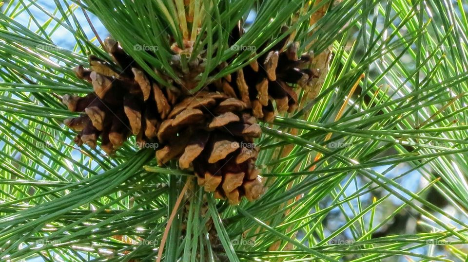 Pine cone on top of tree