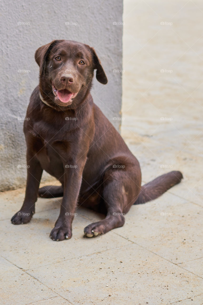 Brown dog sticking out tongue