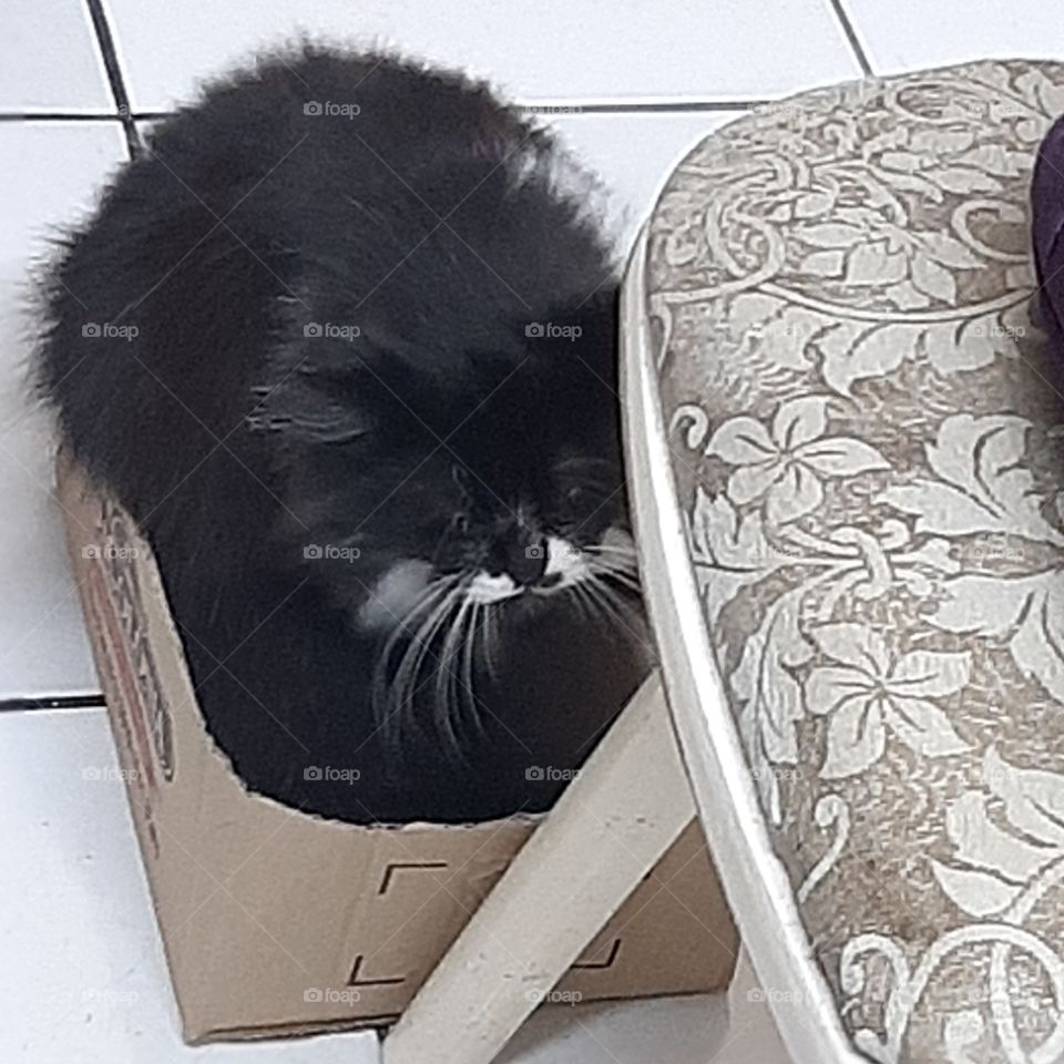 Frajola e sua caixa.