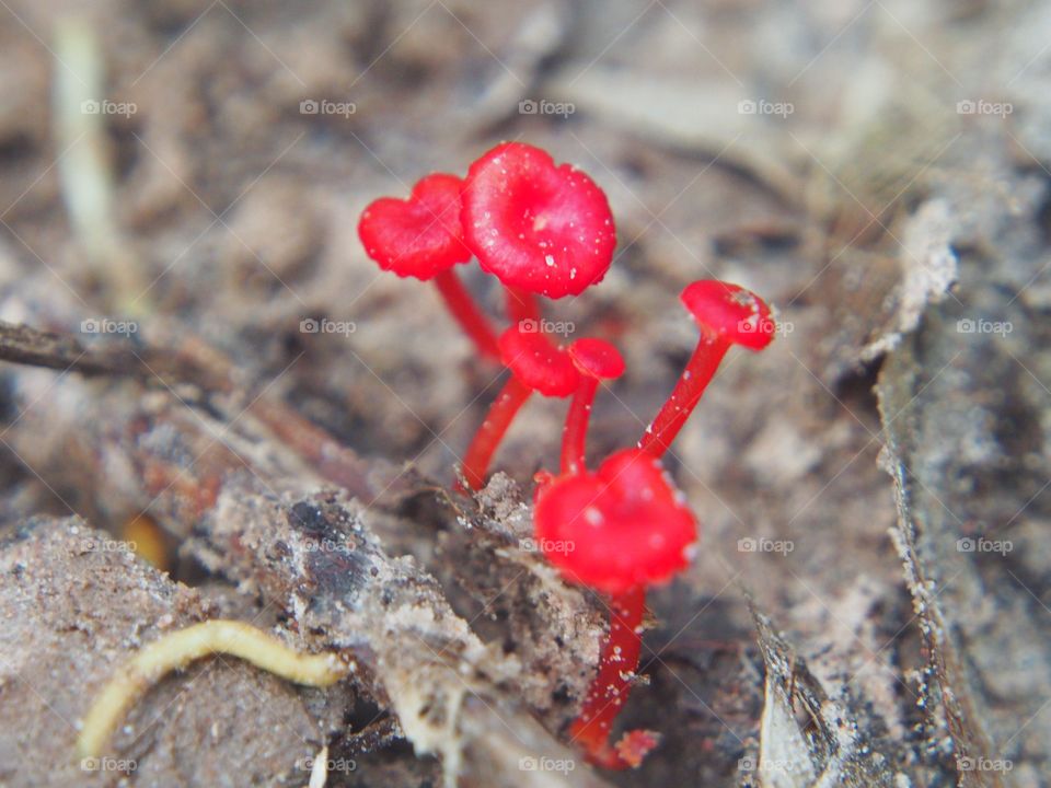 Wild mushrooms