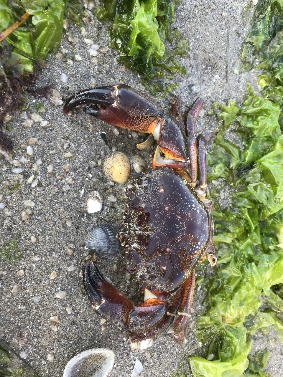crab