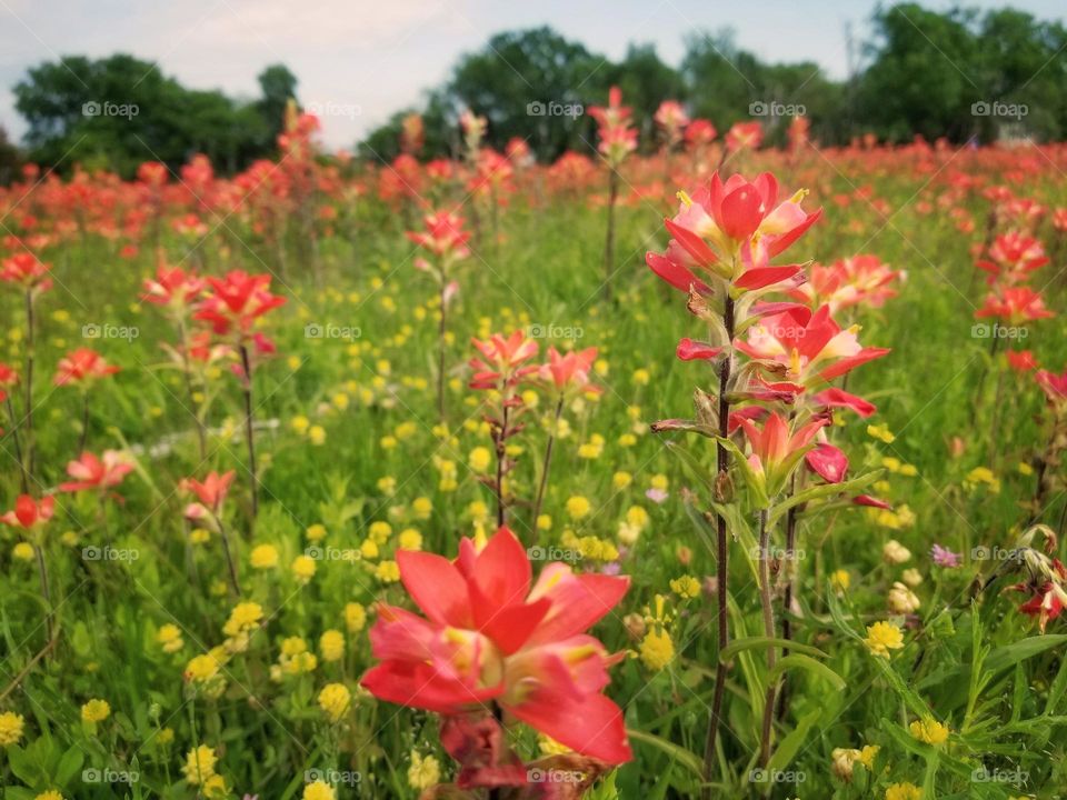 Meadow of Texas Wildflowers