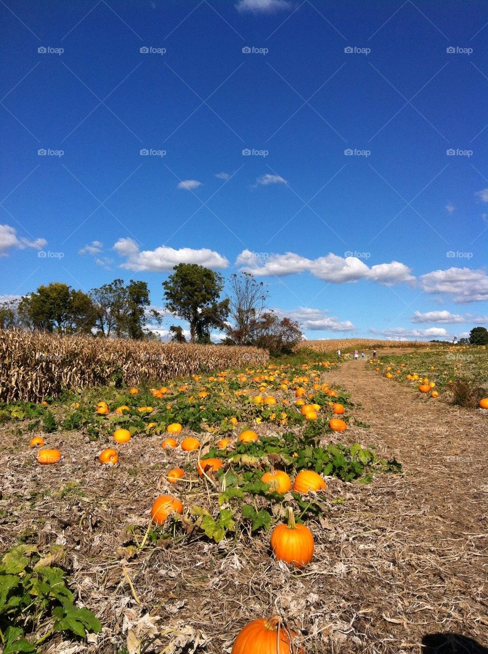 Pumpkin patch