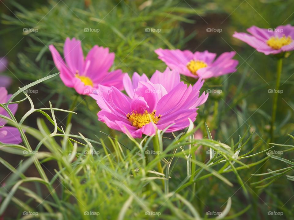 Pink cosmos 