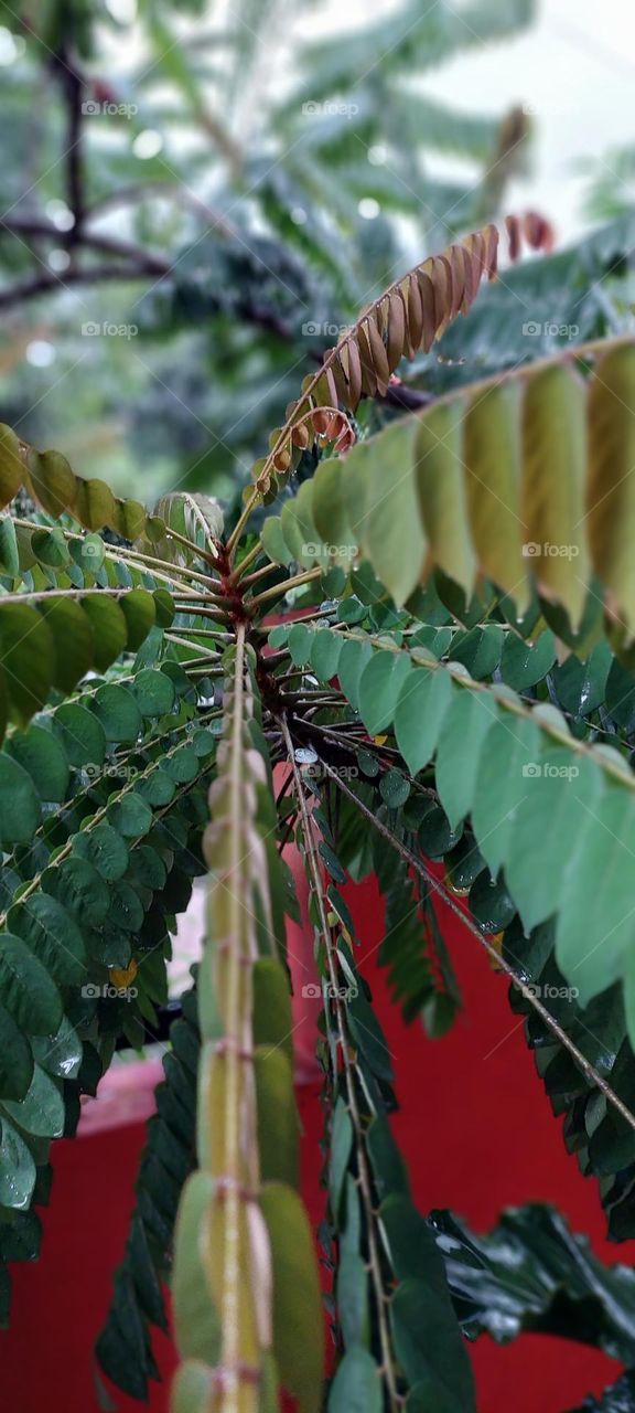 star fruit tree leaves that have just been exposed to rain