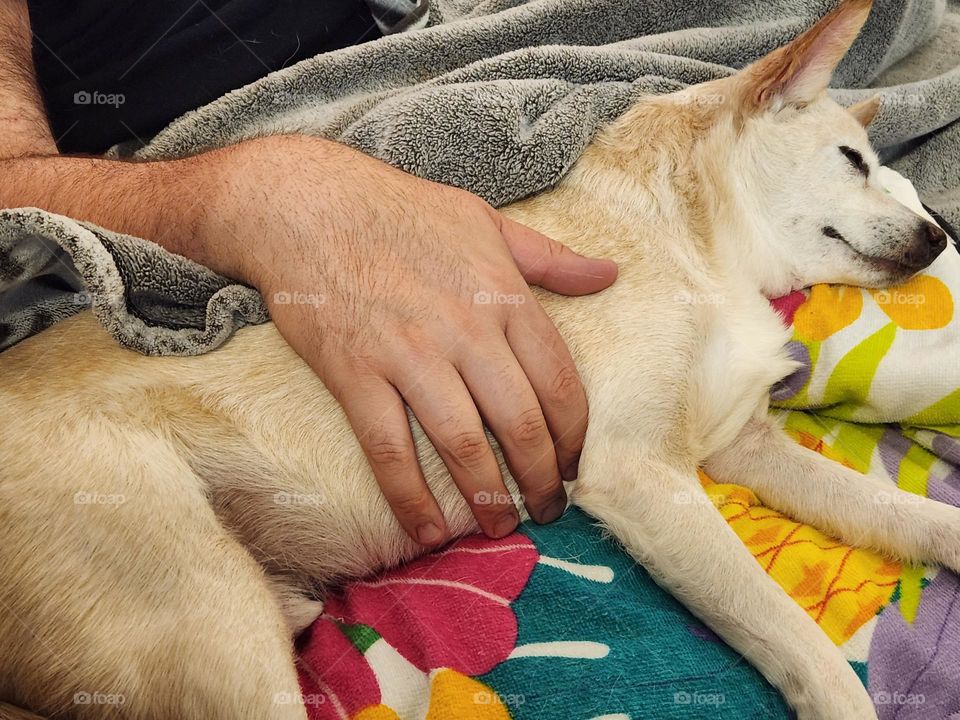 dog and man resting together in couch blankets