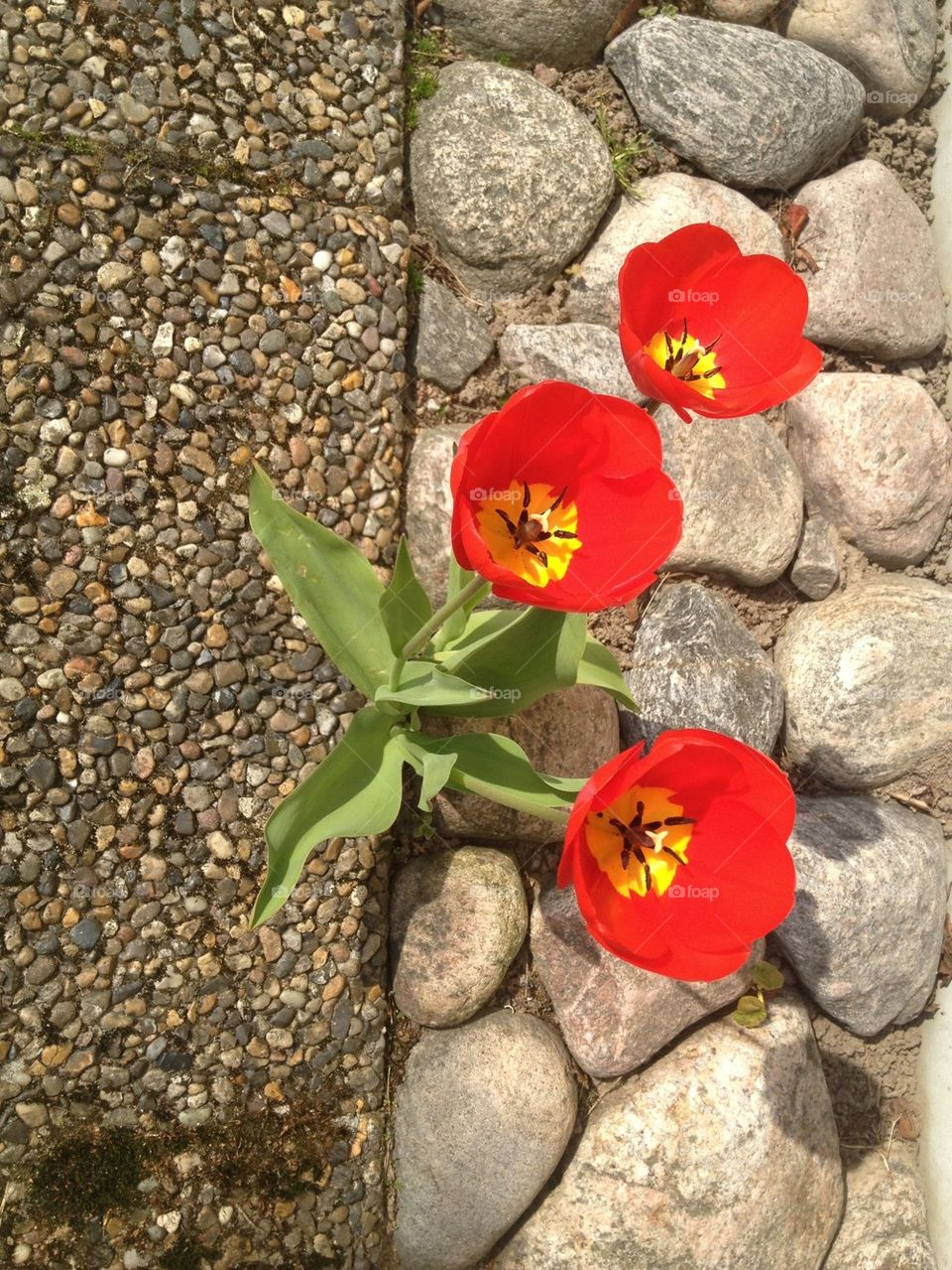 Red tulips