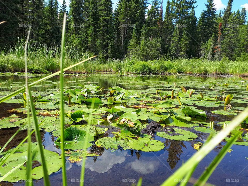lily pads in a forested pool
