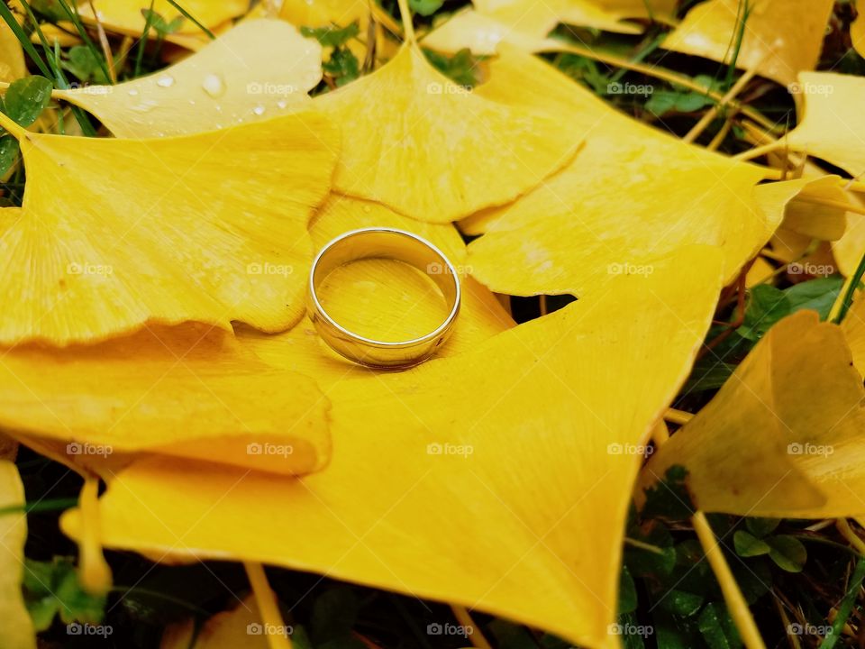 A wedding band rest in a bed of yellow leaves
