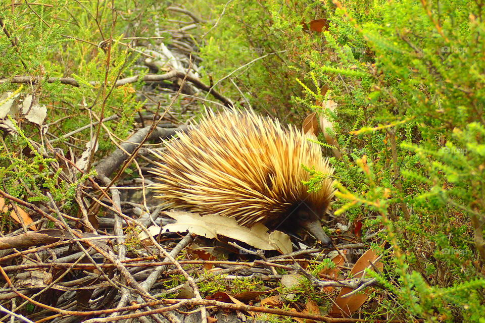 echidna