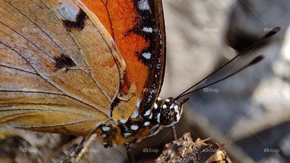 Butterfly - yellow orange black butterfly