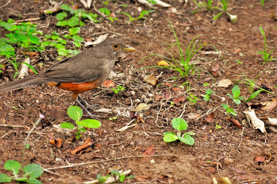 Thrush in the garden/Sabiá no jardim.