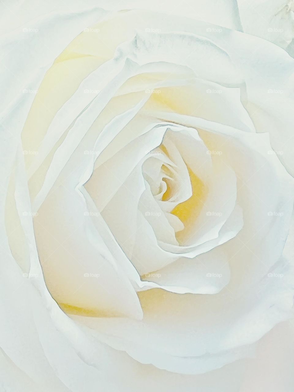 Season of blossom: rose - when nature is the master of creating artwork