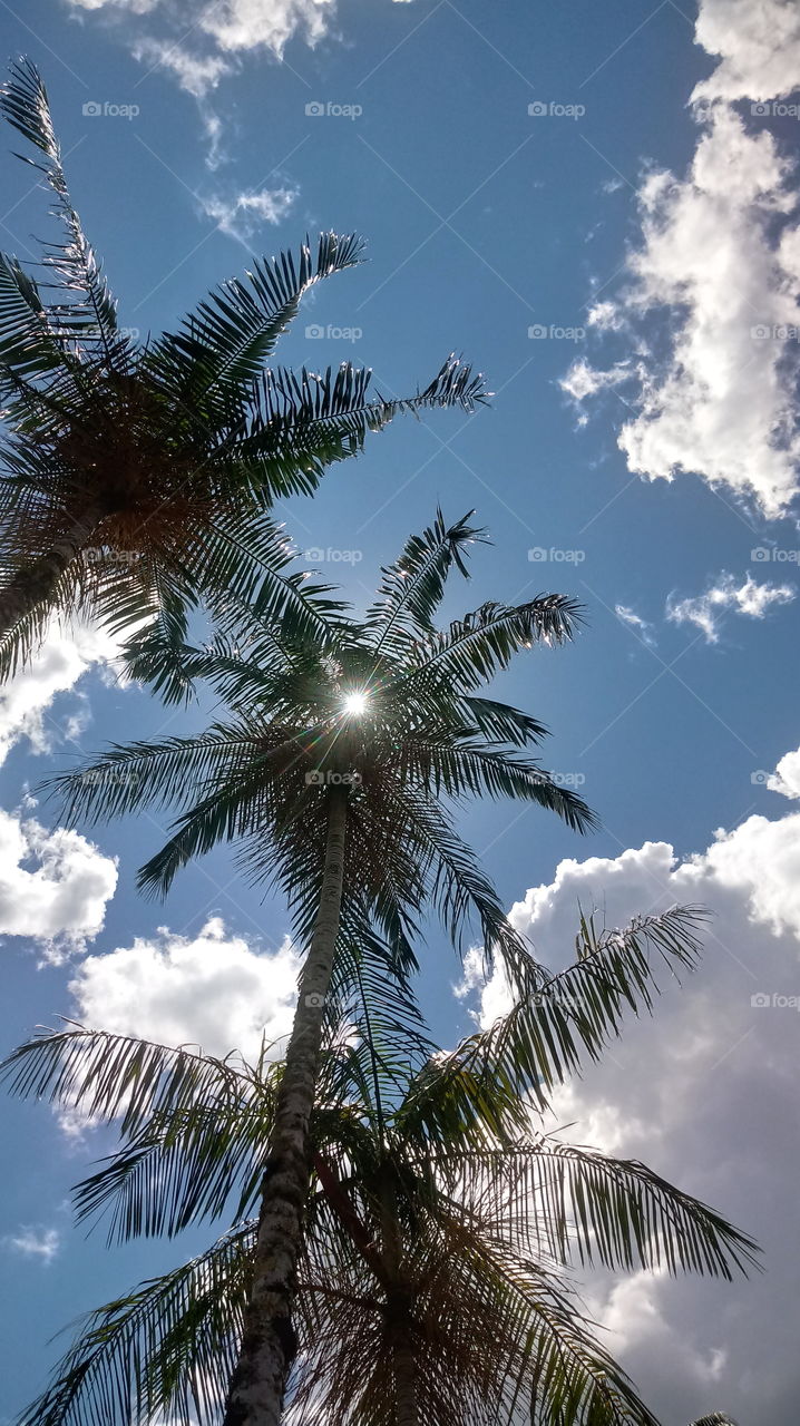 NATUR, PFLANZENWELT, LANDSCHAFT, UMWELT.