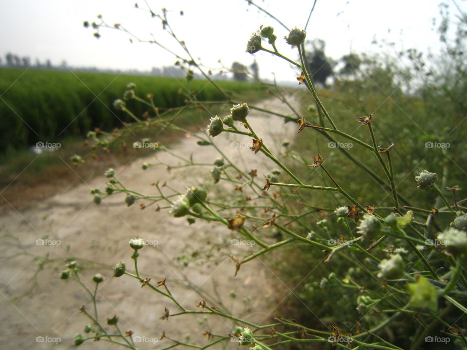 Footpath through agriculture field