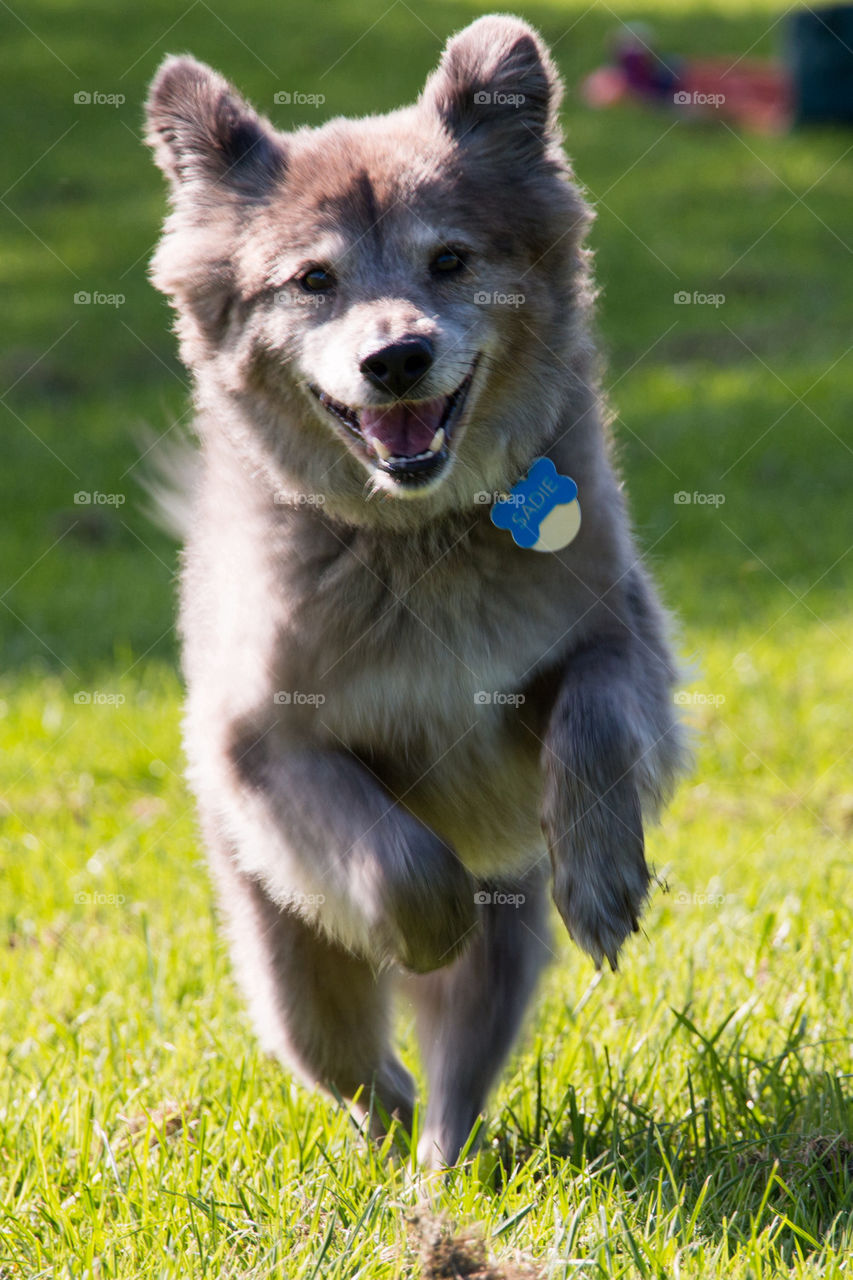 Running Brown pup