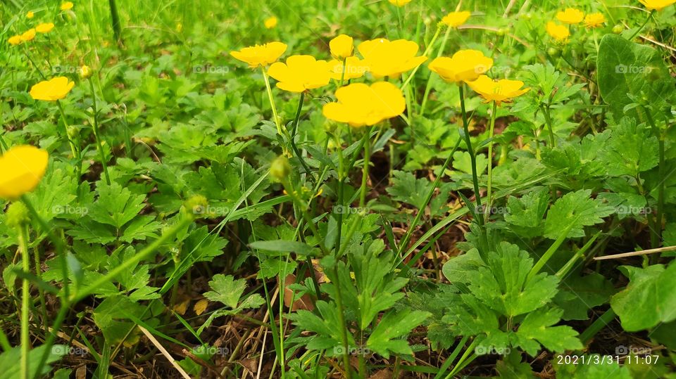 Bello florecer de las flores