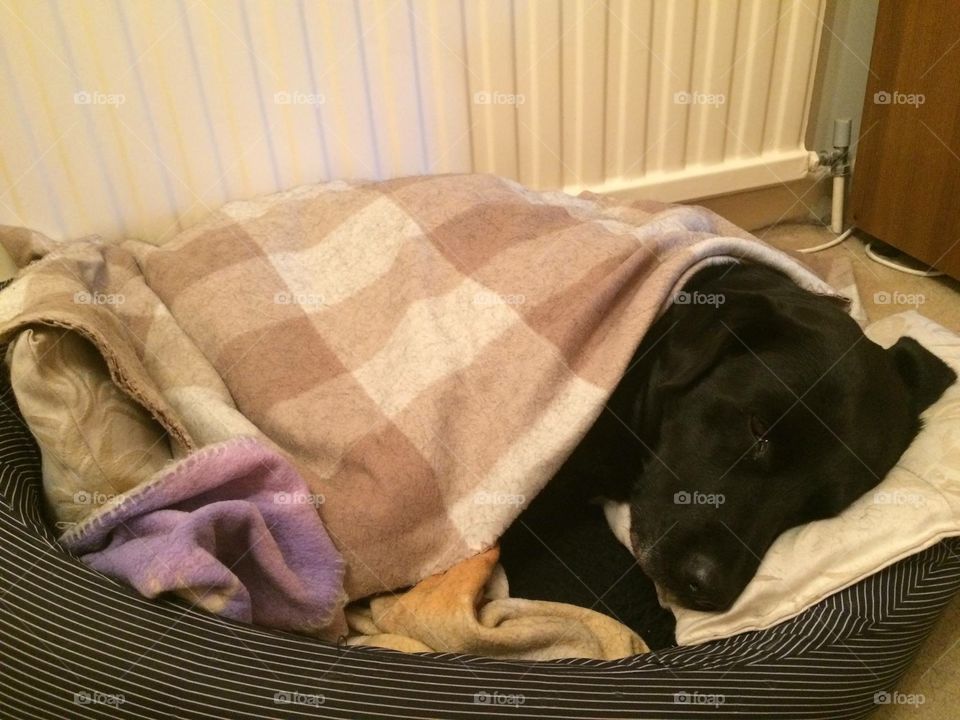 Snug as a dog in a rug 