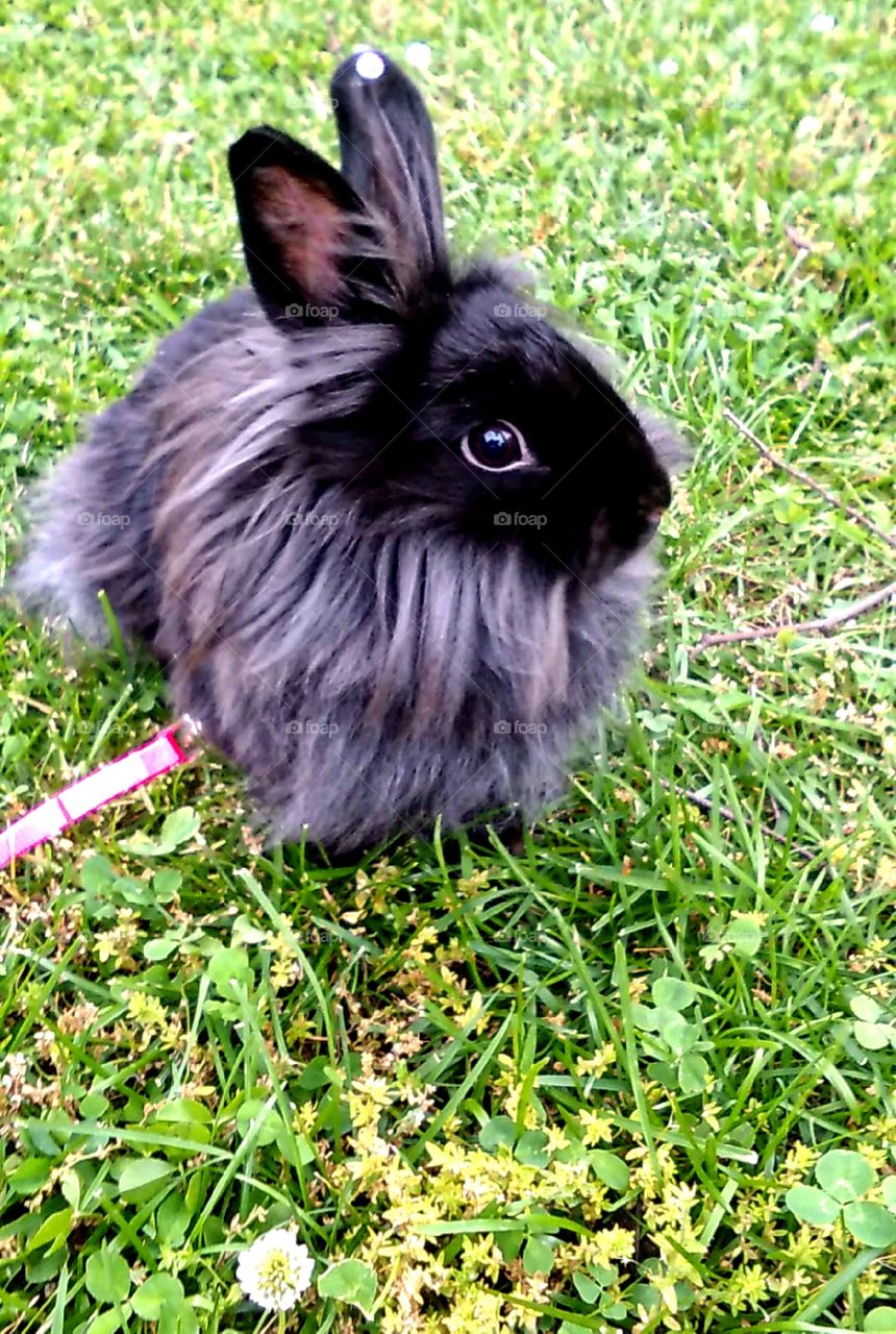 My rabbit Penelope loves to go for walks at the park. She gets excited to put her harness and her leash on because she knows what it means. The little dot on her ear is her "earring" in the sun. Every once in a while I'll get little stickers to put on her ears so she has some being. Every girl needs that.