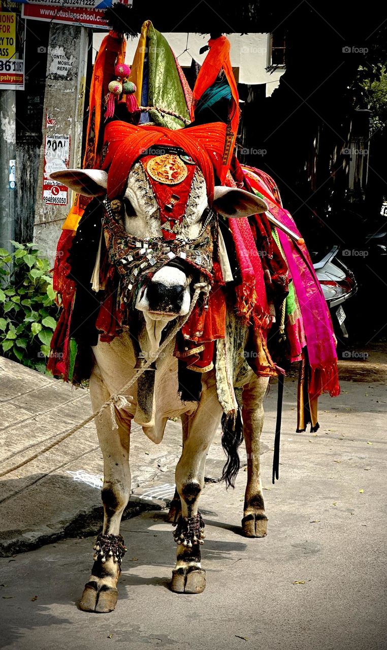 Decorated Bull