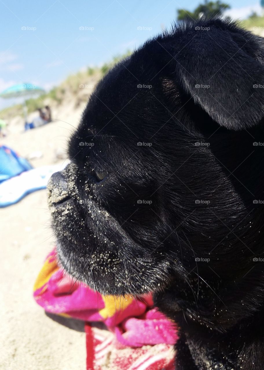Beach Pug