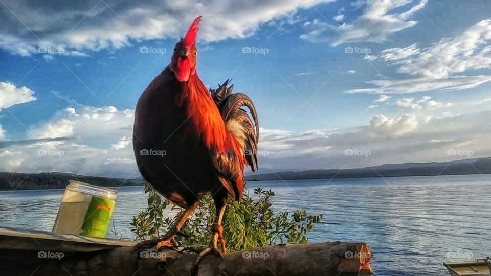 Red Junglefowl