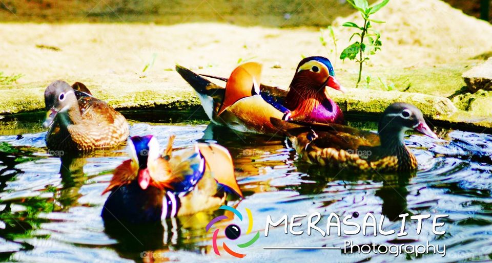 Thai take by Hambanthota bird research senator
We all love pets and Beauty coolers eye is all ways looking coolers ... One of most like duck is this .