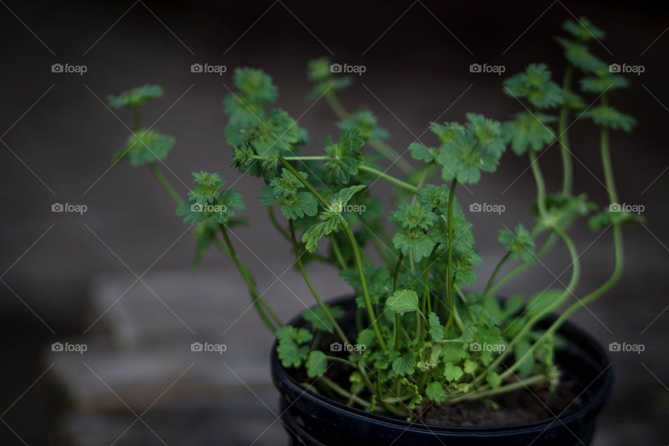 Plant in a pot