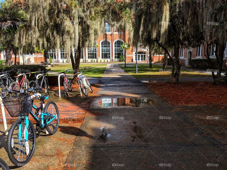 sidewalk after rain, reflection with trees and bicycles in the background