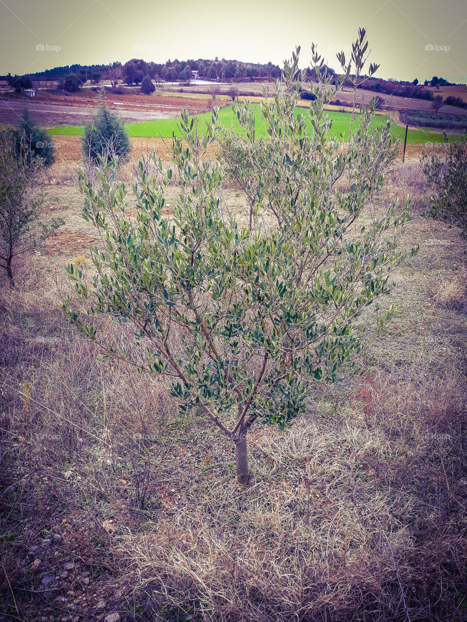 Olive tree