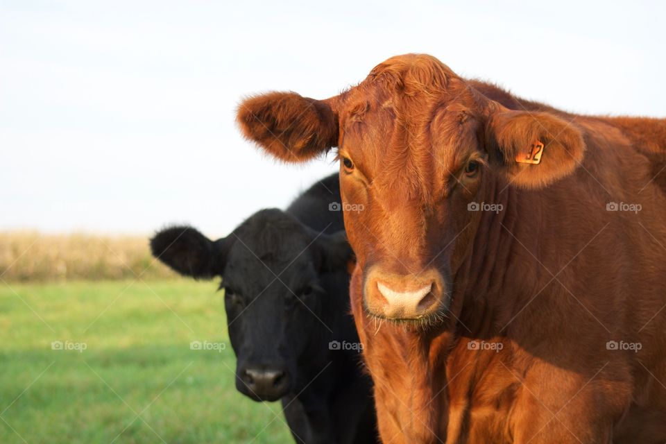 Two steers in a grassy pasture 
