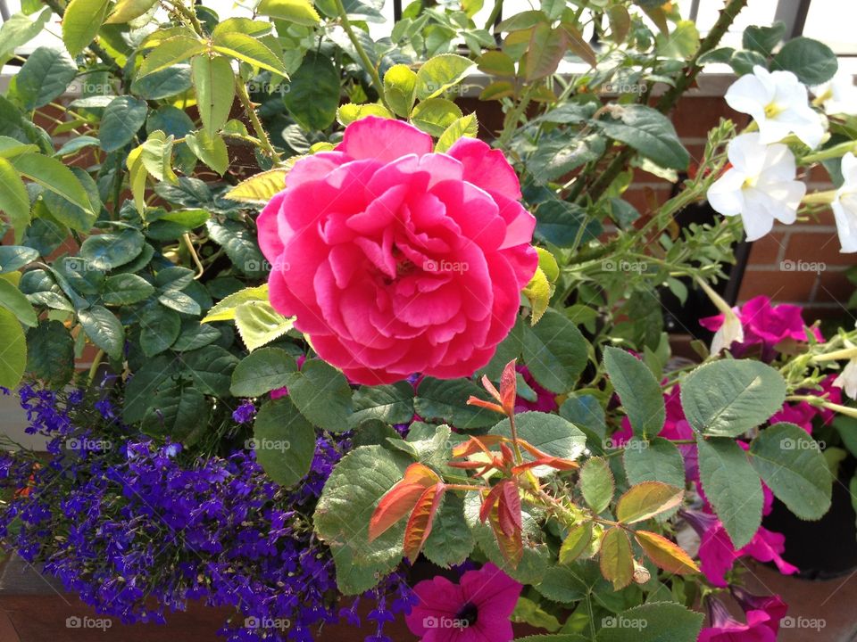 Rose and flowers. Vase full of flowers in my terrace,Italy