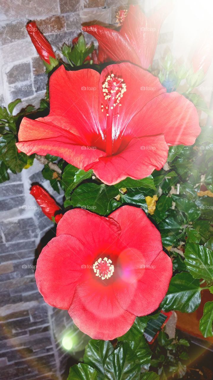 Hibiskus