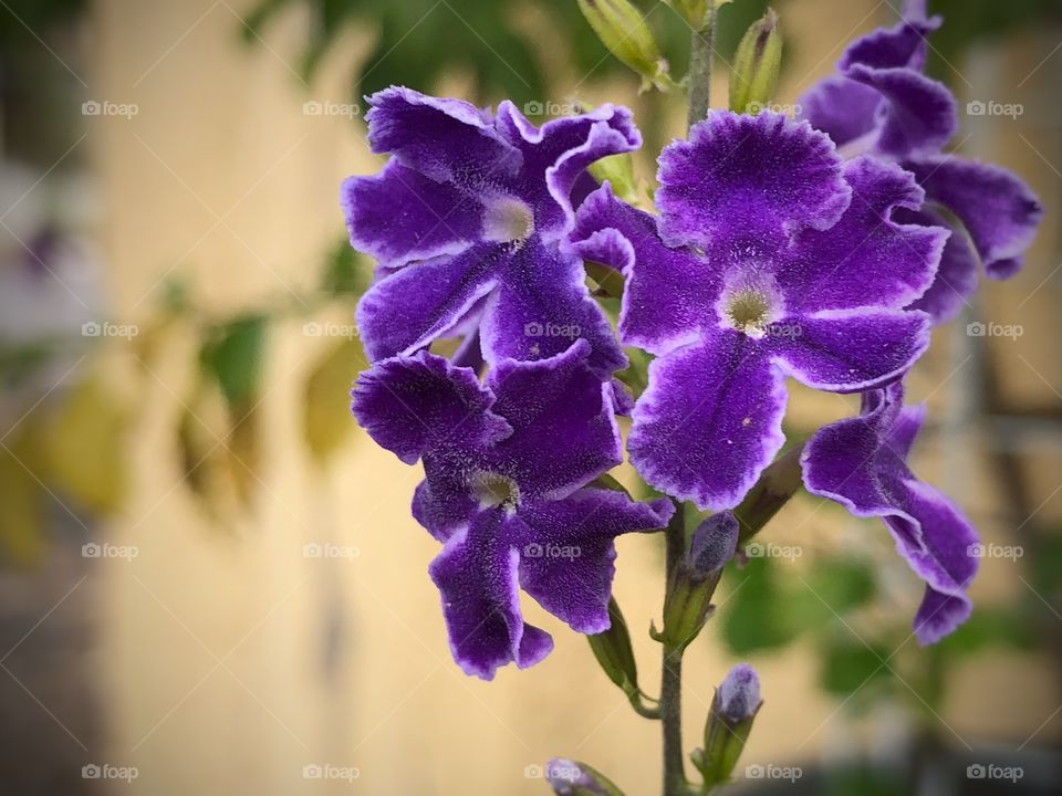 A closeup in the Small, purple flowers on my neighbor’s garden. Some color in the neighborhood in the beginning of Autumn in Brasil.