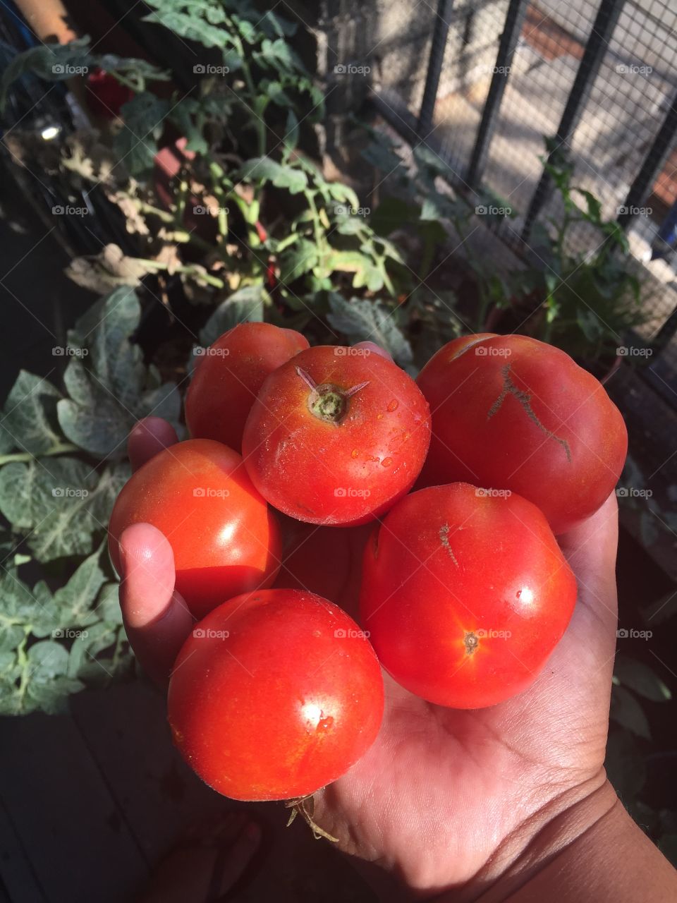 Urban garden. I grow veggies on my balcony in nyc and this was my first big harvest.
