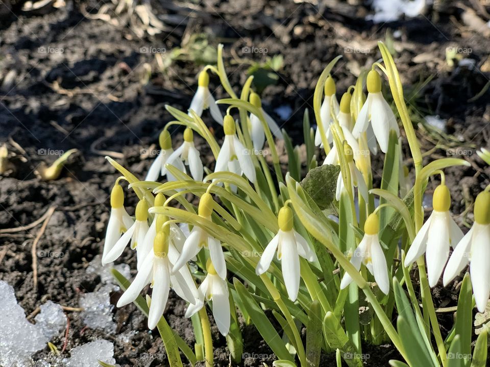 Little snowdrops in early spring, white flowers in the snow
